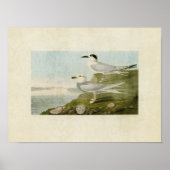 Poster Plaque 409 | Tern de Havell et Tern de Trudeau (Devant)