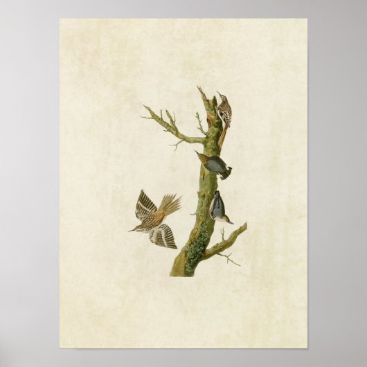 Poster Plaque 415 | Brown Creeper et California Nuthatch (Devant)
