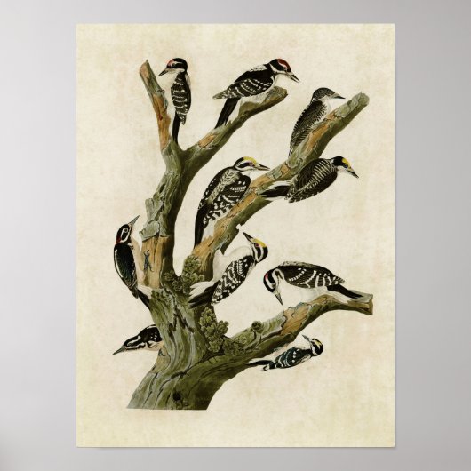 Poster plaque 417 | Pic Assorti (Devant)