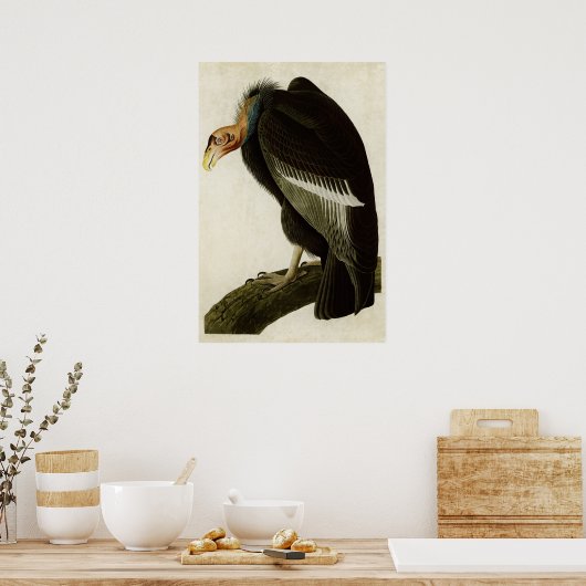 Poster Plaque 426 | Vautour californien | Oiseaux d'Améri (Cuisine)