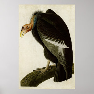 Poster Plaque 426   Vautour californien   Oiseaux d'Améri