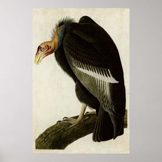 Poster Plaque 426 | Vautour californien | Oiseaux d'Améri (Devant)