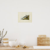 Poster Plaque 429 | Canard occidental | Oiseaux d'Amériqu (Cuisine)