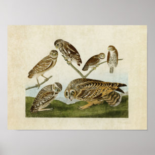 Poster Plaque 432 Chouettes agrafées Oiseaux d'Amériq