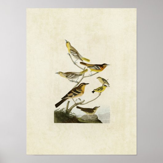 Poster Plaque 433 | Orioles, Goldfinch et Thrushes (Devant)