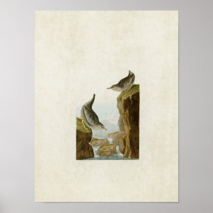 Poster Plaque 435 Ouzels agressés Oiseaux d'Amérique