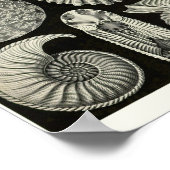 Poster Plaque 44. Ammonitida. (Coin)