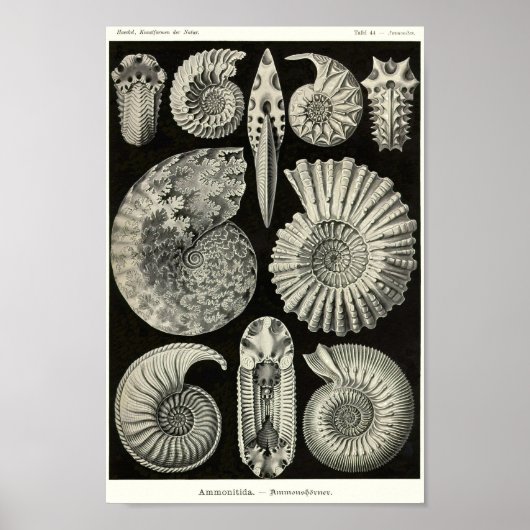 Poster Plaque 44. Ammonitida. (Devant)