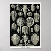 Poster Plaque 47. Aspidonia. (Devant)