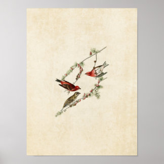 Poster Plaque 4 | Purple Finch | Oiseaux d'Amérique