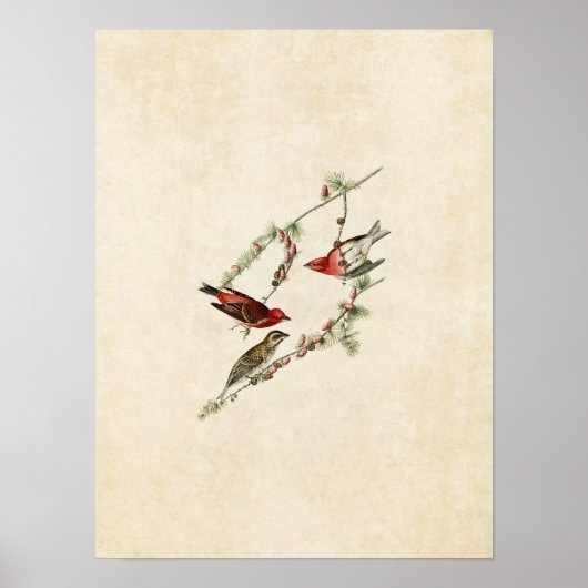 Poster Plaque 4 | Purple Finch | Oiseaux d'Amérique (Devant)