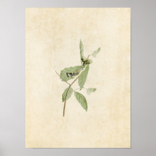Poster Plaque 50 Paruline noire et jaune