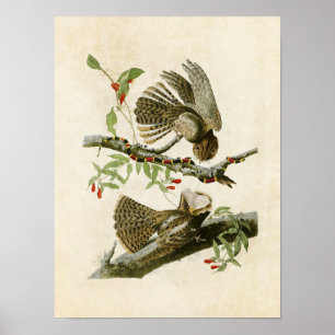 Poster Plaque 52 La veuve de Chuck-Will Oiseaux d'Amé