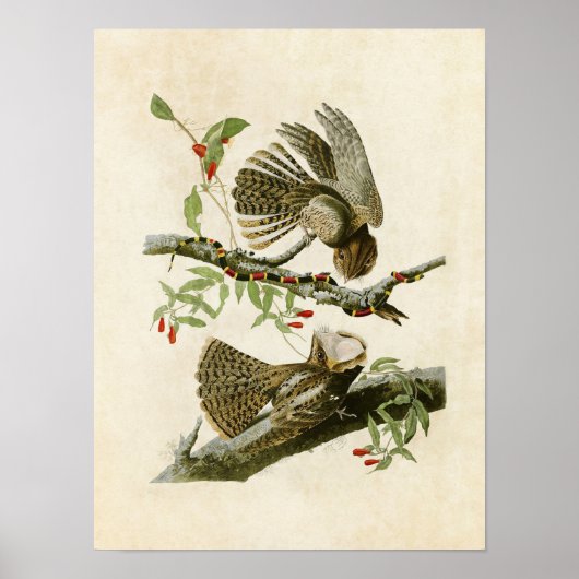 Poster Plaque 52 | La veuve de Chuck-Will | Oiseaux d'Amé (Devant)