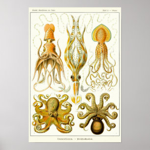 Poster Plaque 54. Gamochonia.