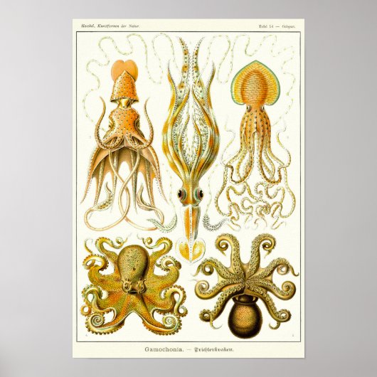 Poster Plaque 54. Gamochonia. (Devant)