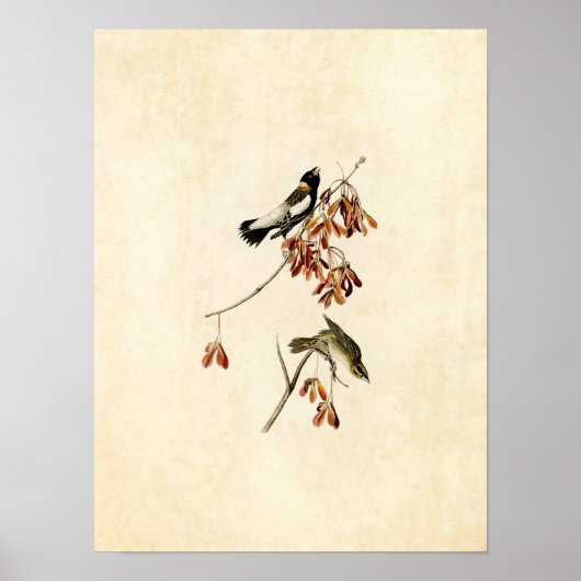 Poster Plaque 54 | Rice Bird | Oiseaux d'Amérique (Devant)