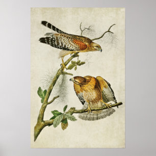 Poster Plaque 56 Buse à épaulettes Oiseaux d'Amérique
