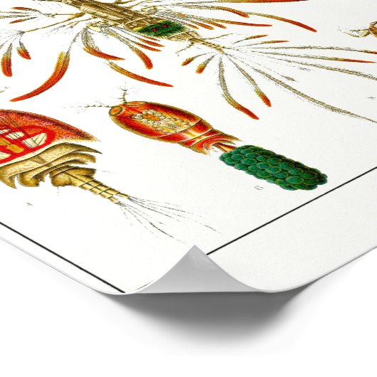 Poster Plaque 56. Des copépodes. (Coin)