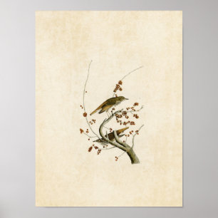 Poster Plaque 58 Hermit Thrush Oiseaux d'Amérique