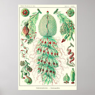 Poster Plaque 59. Coupole de Strobalia.