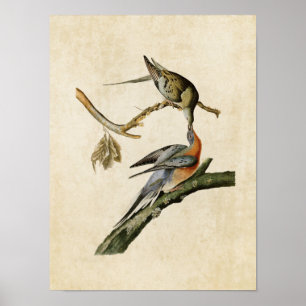 Poster Plaque 62 Pigeon voyageur Oiseaux d'Amérique