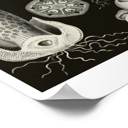 Poster Plaque 63. Basidiomycètes. (Coin)