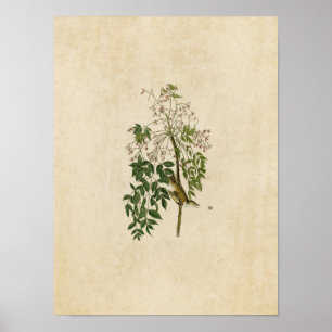 Poster Plaque 63 Vireo ou godets blancs