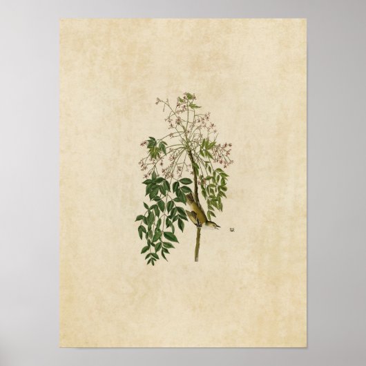 Poster Plaque 63 | Vireo ou godets blancs (Devant)