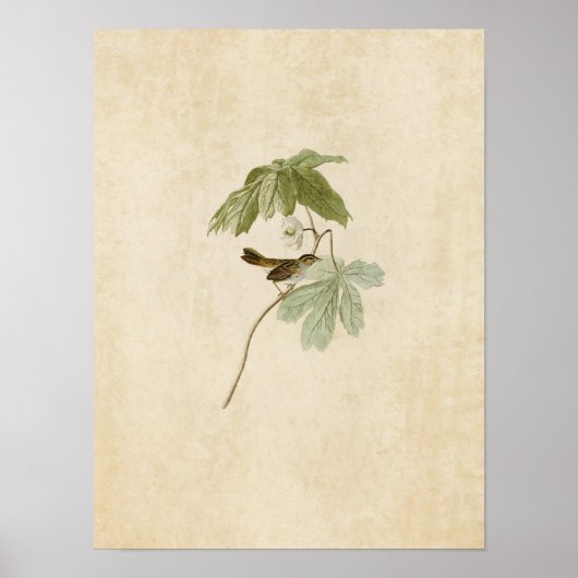 Poster Plaque 64 | Épervier de marais | Oiseaux d'Amériqu (Devant)