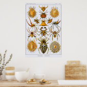 Poster Plaque 66. Arachnida. Araignées (ordre Araneae) (Cuisine)