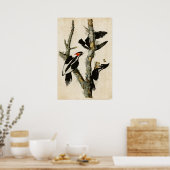 Poster Plaque 66 | Pic à bec ivoire (Cuisine)