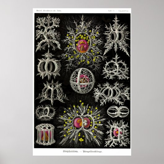 Poster Plaque 71. Stephoïde (Devant)