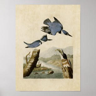 Poster Plaque 77   Martin-pêcheur Belted   Oiseaux d'Amér