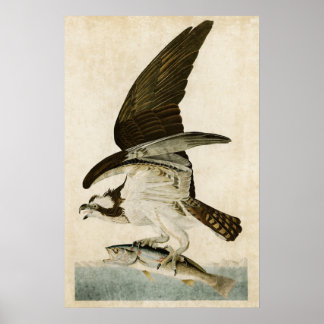 Poster Plaque 81 | Buse à poisson ou balbuzard pêcheur |