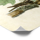 Poster Plaque 82 | Whip-Poor-Will | Oiseaux d'Amérique (Coin)