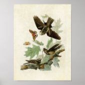 Poster Plaque 82 | Whip-Poor-Will | Oiseaux d'Amérique (Devant)