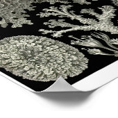 Poster Plaque 83. Lichens. (Coin)