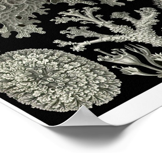 Poster Plaque 83. Lichens. (Coin)