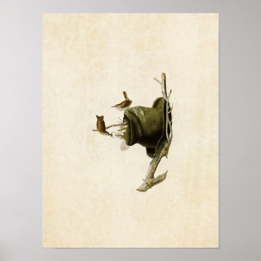 Poster Plaque 83 | Maison Wren | Oiseaux d'Amérique (Devant)