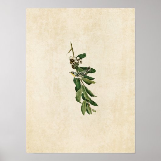 Poster Plaque 85 | Paruline à gorge jaune (Devant)