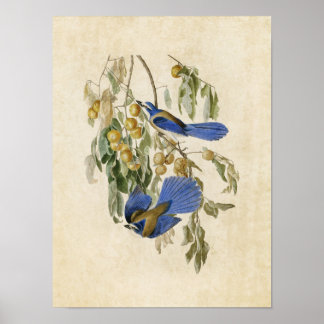 Poster Plaque 87 | Florida Jay | Oiseaux d'Amérique