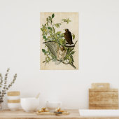 Poster Plaque 91 | Buse à ailes larges | Oiseaux d'Amériq (Cuisine)