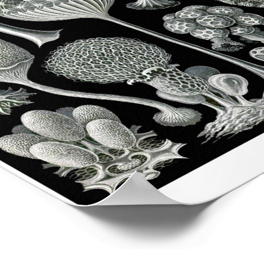 Poster Plaque 93. Mycetozoa. (Coin)