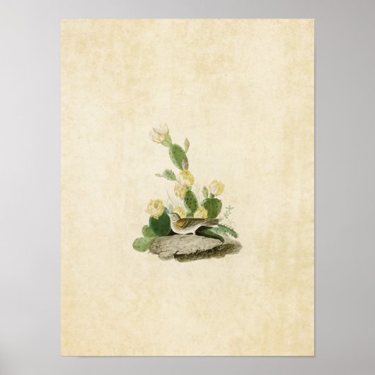 Poster Plaque 94 | Finch à herbe ou Bunting à ailes (Devant)