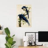 Poster Plaque 96 | Columbia Jay | Oiseaux d'Amérique (Bureau à domicile)