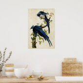 Poster Plaque 96 | Columbia Jay | Oiseaux d'Amérique (Cuisine)