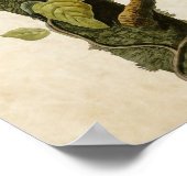 Poster Plaque 96 | Columbia Jay | Oiseaux d'Amérique (Coin)