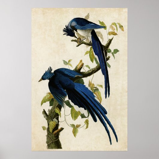 Poster Plaque 96 | Columbia Jay | Oiseaux d'Amérique (Devant)