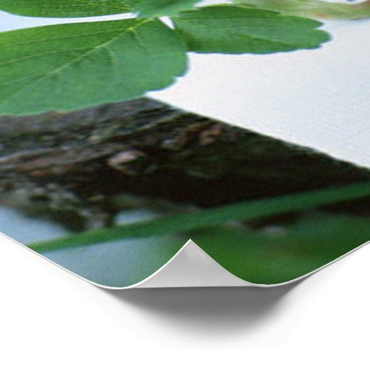 Poster Plaque avec fraise (Coin)